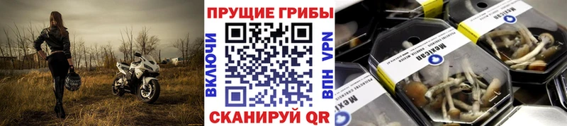 купить наркотик  Лангепас  Псилоцибиновые грибы мицелий 
